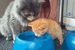 kido cat cats GIF