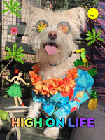 High On Life Marijuana GIF by chuber channel