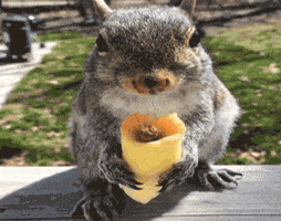 Hungry Food GIF by America's Funniest Home Videos