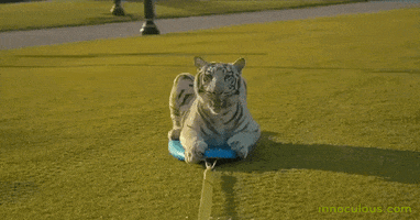 innoculous tiger surfing GIF