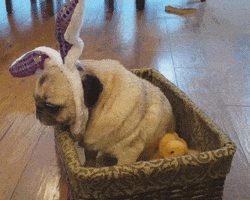 Video gif. Pug wearing bunny ears sits patiently in a basket as four yellow baby ducks pop up from the bottom of the basket, climbing over each other to peer over the side.