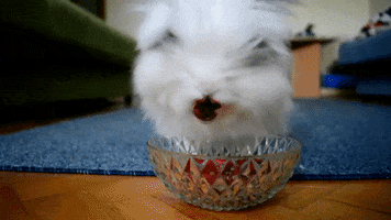 rabbit eating strawberries & cherries GIF