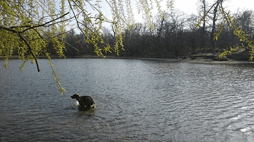 carolinecharlottekaiser dog nature water vienna GIF