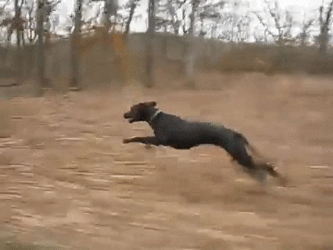 Great Dane Dog GIF by dan - Find & Share on GIPHY