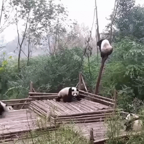 trend meanwhile in china GIF