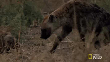 nat geo wild hyena GIF by Savage Kingdom