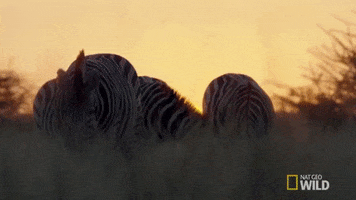 nat geo wild zebra GIF by Savage Kingdom
