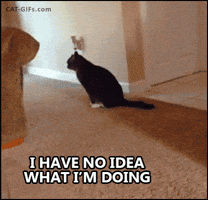 I Have No Idea GIF