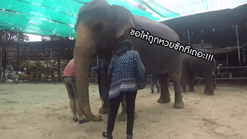 Noizy GIF