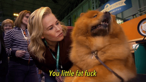 Dog Show Netflix GIF by Chelsea Handler - Find & Share on GIPHY