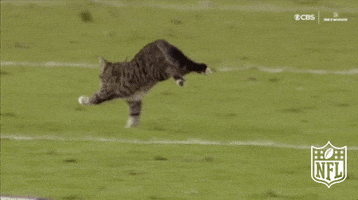 Cat Running GIF by NFL