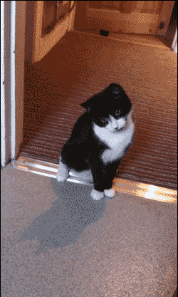 laurentiumanea  GIF