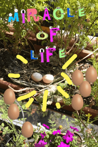 alexmagnin egg doves miracle of life GIF