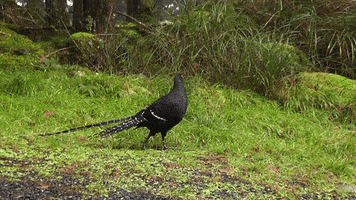 franklin mikado pheasant GIF