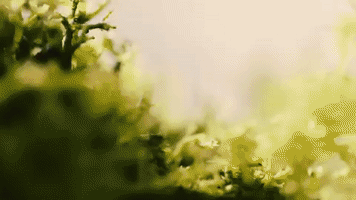 valerijasto  GIF
