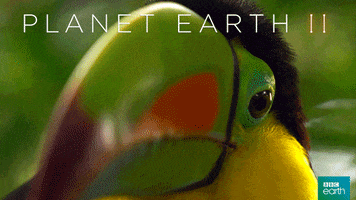 Planet Earth Hello GIF by BBC Earth