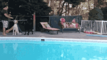 amuzament a the with little GIF