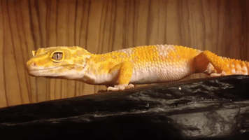 Prot leopardgecko eublepharis gecko GIF