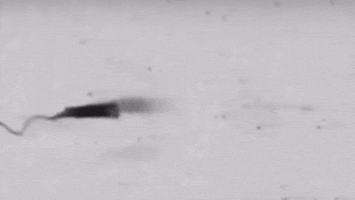 simonekikuchilemes bac GIF