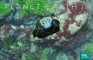 planet earth 2 swim GIF by BBC Earth