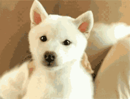 amuzament animals cats dogs pets GIF
