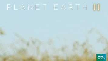 planet earth 2 jump GIF by BBC Earth