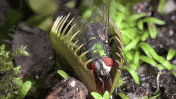 carnivorous plants fly GIF by PBS Digital Studios