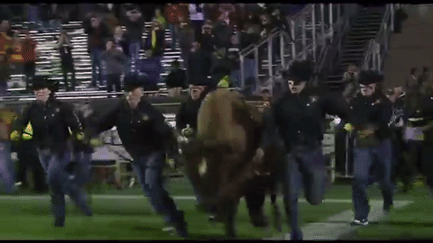 College Mascot GIF by CUBoulder - Find & Share on GIPHY
