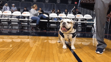 Butler Bulldogs Hello GIF by Butler University