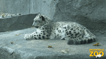 Tired Baby GIF by Brookfield Zoo