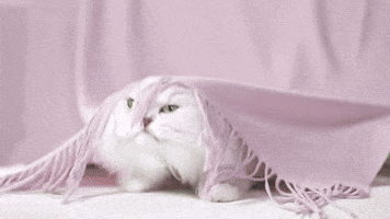 Fancyfeast GIF by PurinaUS