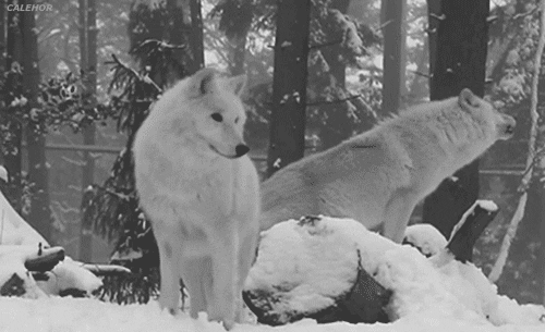 White Wolf GIF - Find & Share on GIPHY