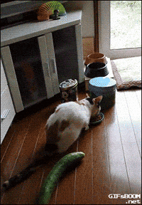 Pickle Cat Gifs Get The Best Gif On Giphy
