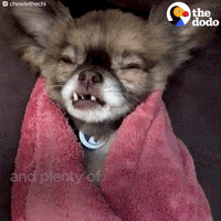 dog chihuahua GIF by The Dodo