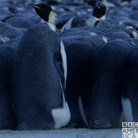 group hug penguin GIF by BBC America