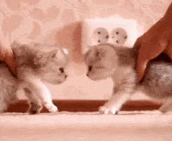 Kitten Reaction GIF by MOODMAN