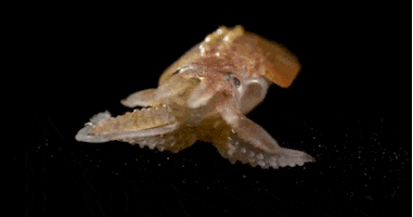 sea creature glass GIF by Harvard University