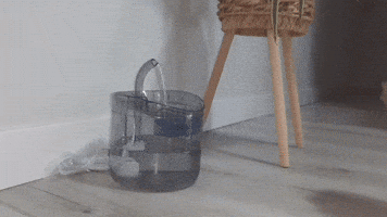 Perros GIF