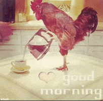 Good Morning Rooster GIF