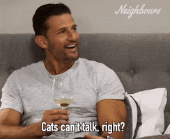 Cats Pets GIF by Neighbours (Official TV Show account)