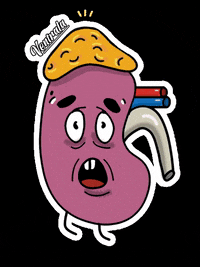 medicine-kidney-disease-3u6xsz42CvXVJHOuX1