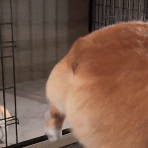 Corgi GIF
