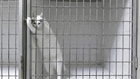 giphy_s.gif?cid=790b76117fa1dd9f20ab6cb9