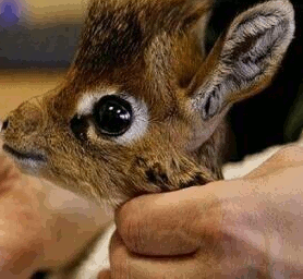 Rgonewild gifs Rgonewild gifs