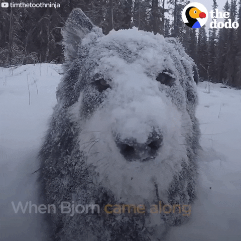 Dog Snow Gif By The Dodo Find Share On Giphy