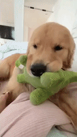Welcome to Jurassic Bark: Dog Dressed as Dinosaur Poses With Stuffed Toy