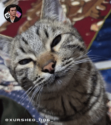 Cat Aura GIF