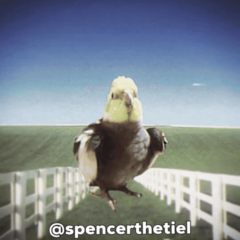 Instagram Bird GIF