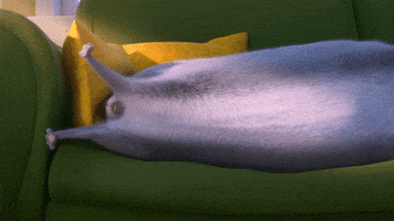 Sleepy Cat GIF by The Secret Life Of Pets