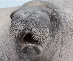 Point Defiance Zoo And Aquarium Walrus GIF